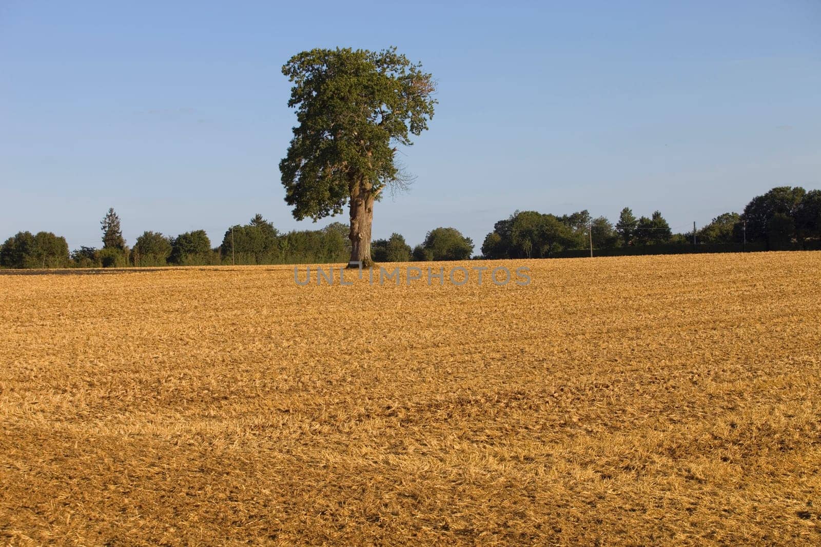A lonely tree on top of a hill after a long period of drought near Caceres, Extremadura, Spain.