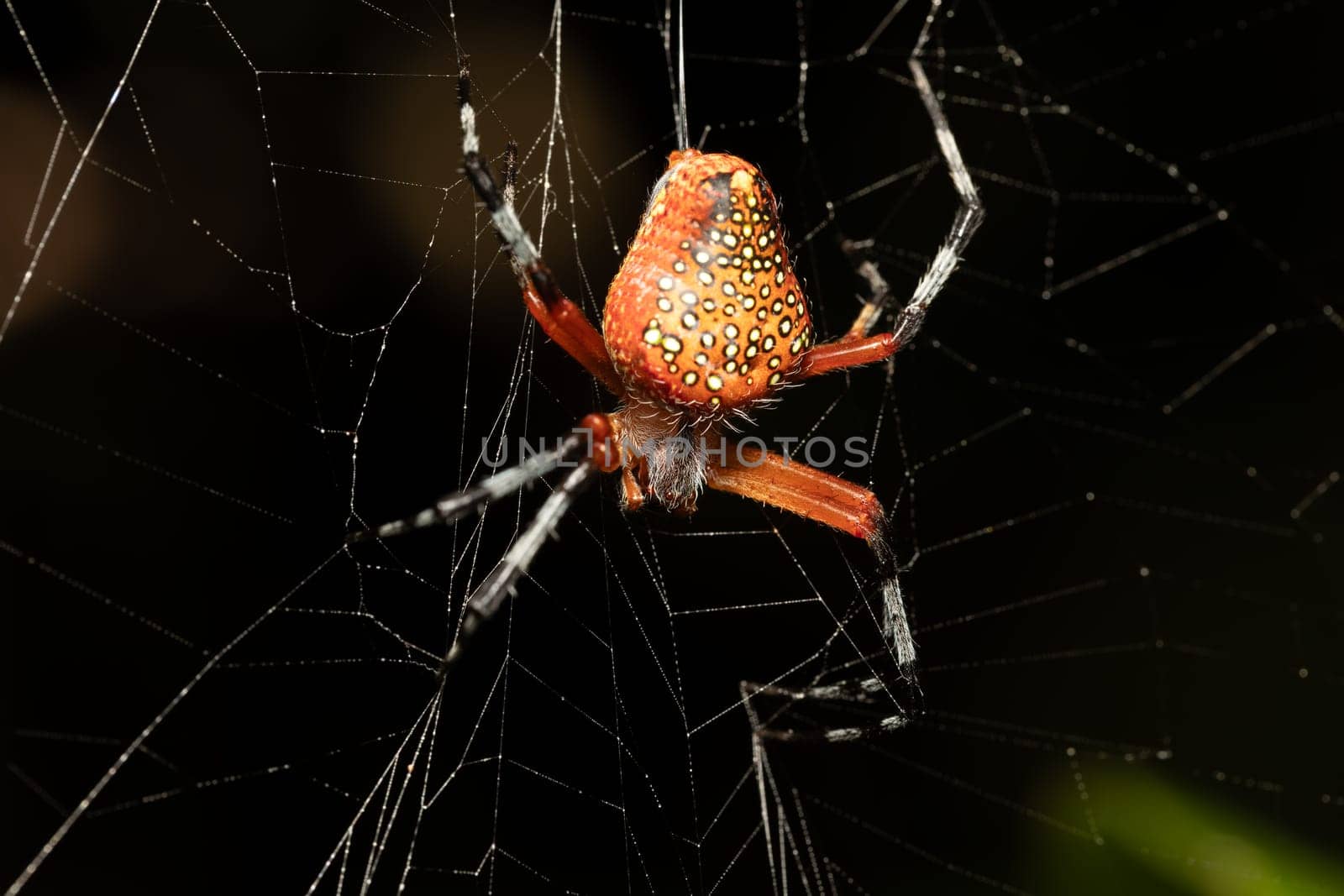Araneus iviei, the tropical orb weaver, is a species of orb weaver in the spider family Araneidae. Tortuguero, Costa Rica wildlife.