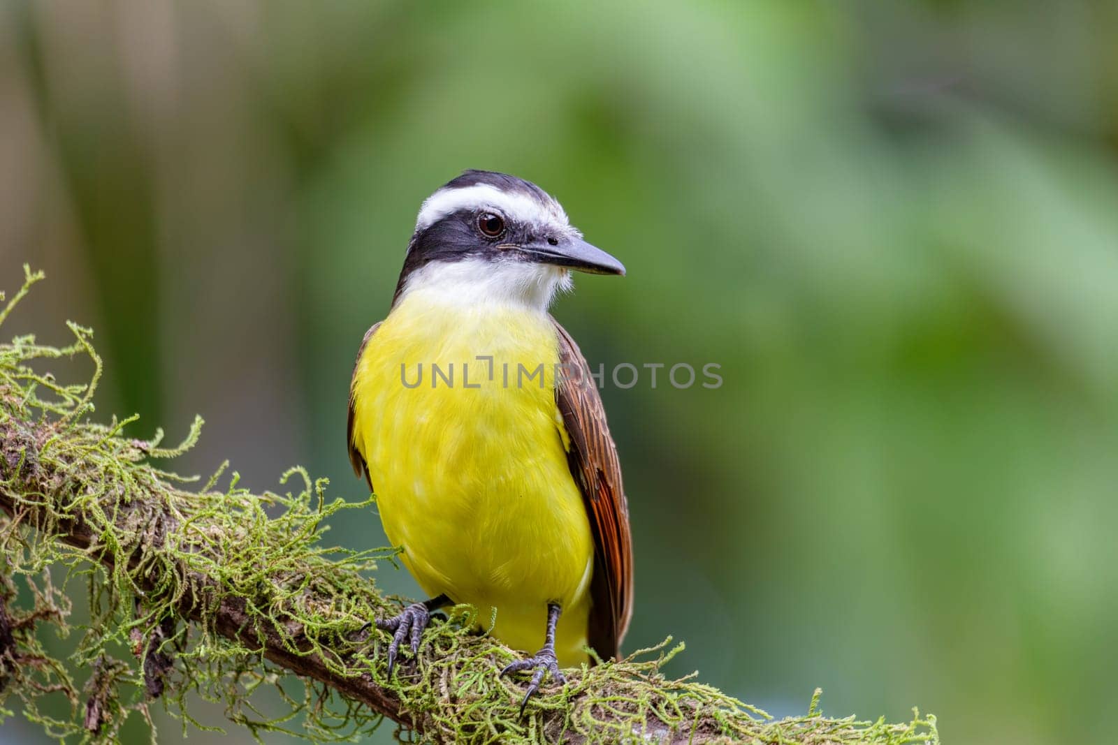 Great kiskadee (Pitangus sulphuratus), passerine bird in the tyrant flycatcher family Tyrannidae. La Fortuna Alajuela, Wildlife and birdwatching in Costa Rica.