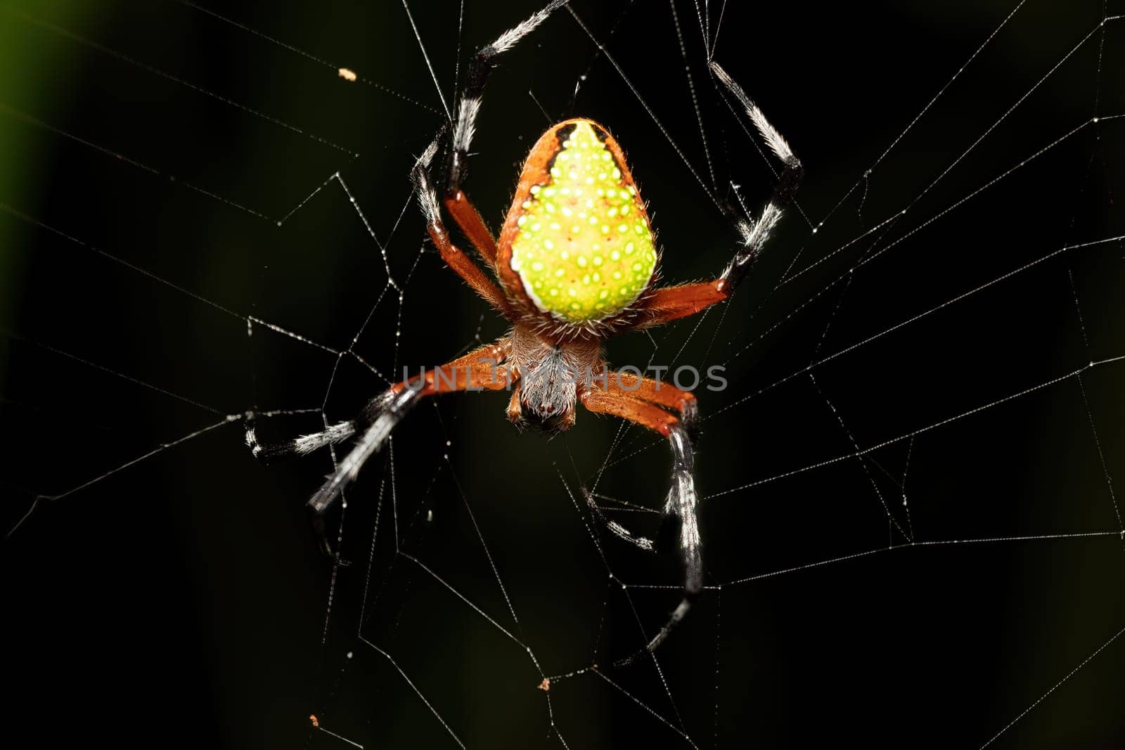 Eriophora nephiloides, the tropical orb weaver, is a species of orb weaver in the spider family Araneidae. Tortuguero, Costa Rica wildlife.