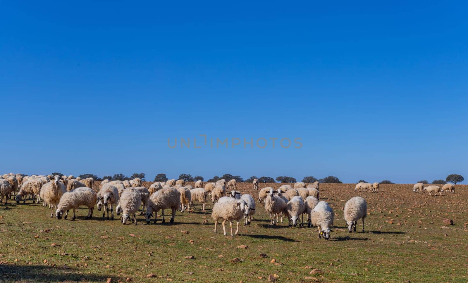 Sheeps pacing peacefully in the fields of Zamora countryside. Spain