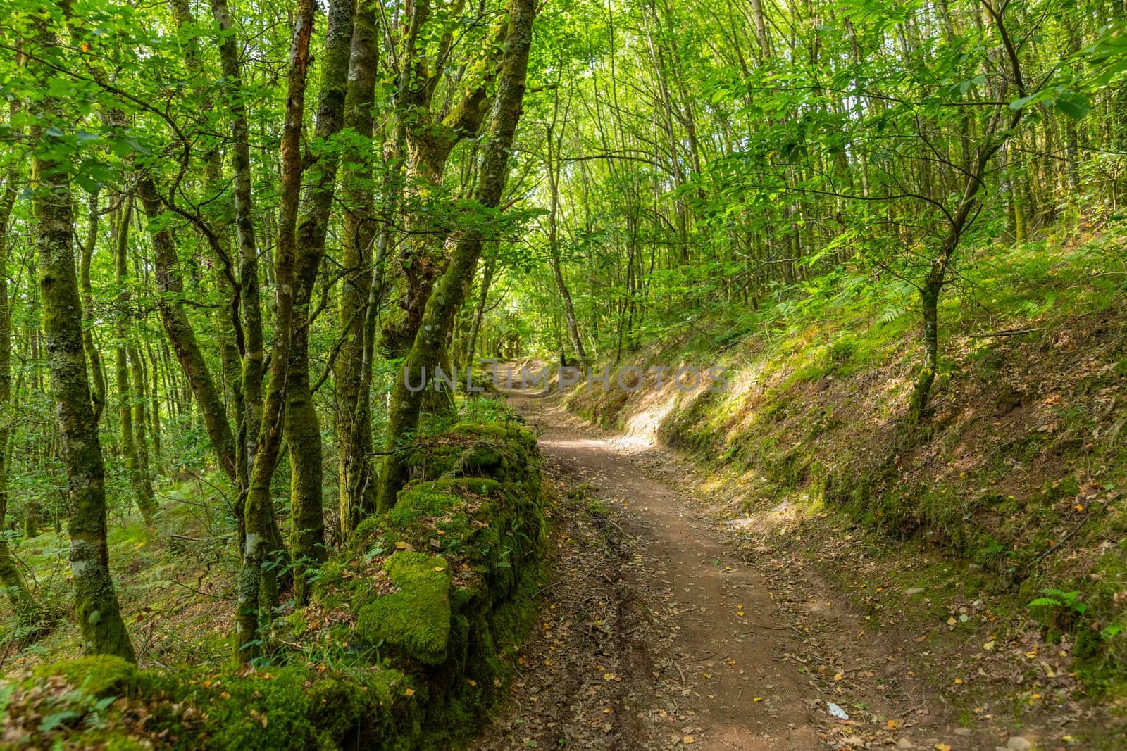 Landscape along the Camino de Santiago trail between Grandas de Salime and Fonsagrada, Asturias, Spain