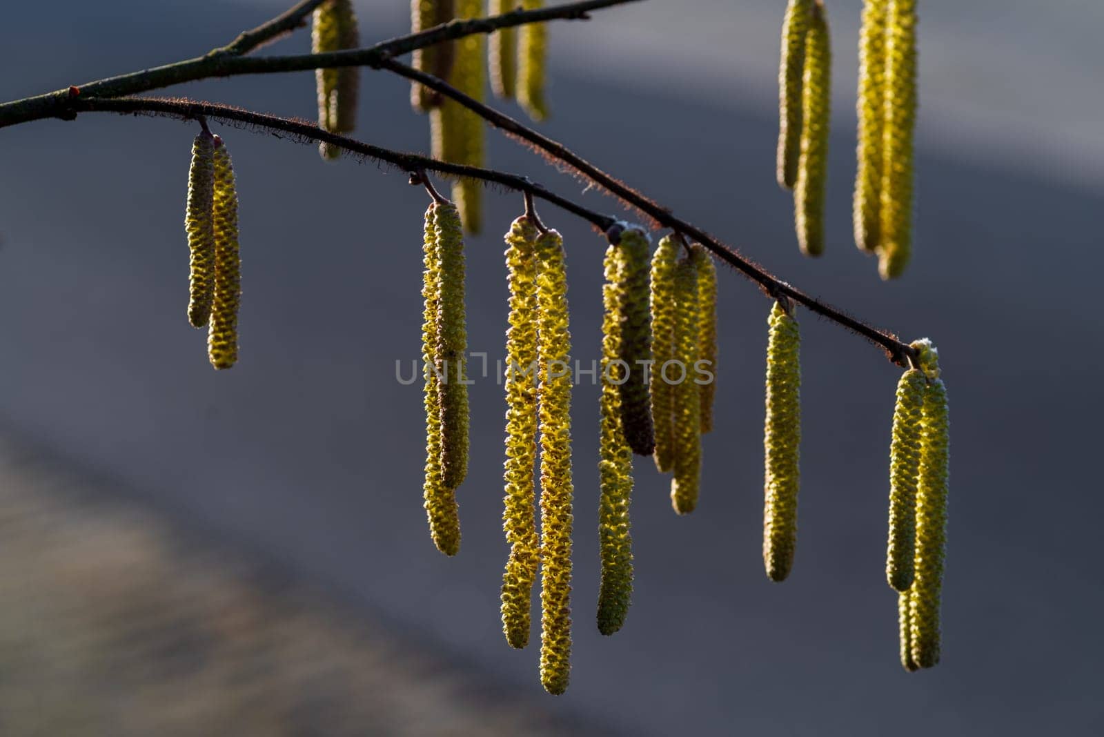 hazel tree blooming with catkins