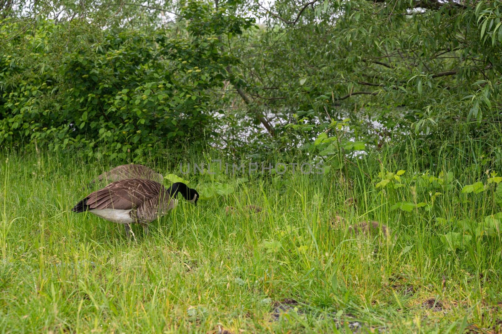 Canada geese ( Branta canadensis ) chicks with a goose in the green grass in the wild