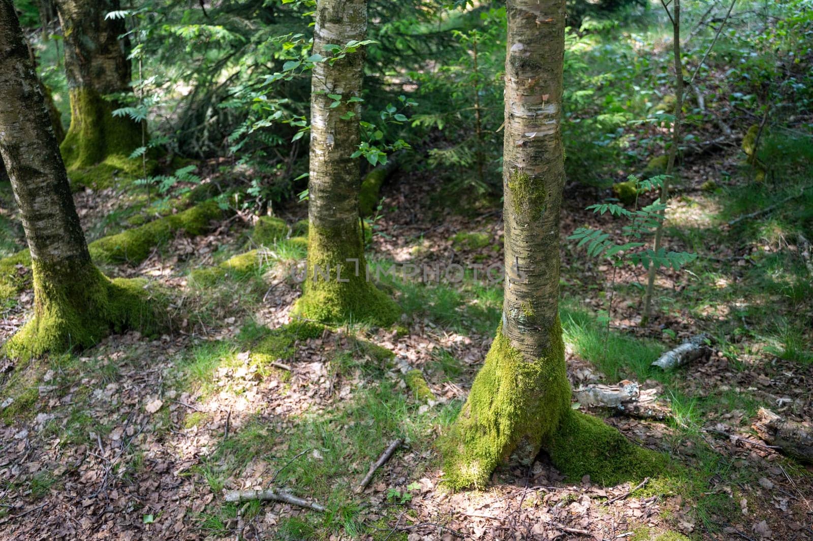 Trees in the forest overgrown with green moss