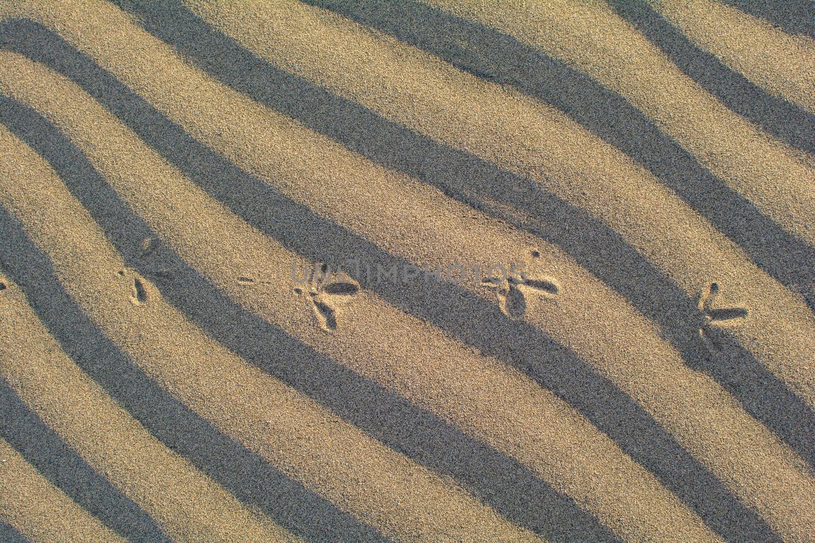 Close-up of ripples in the sand with foorprints of a bird