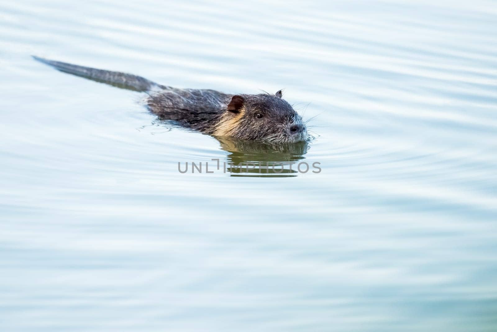 Nutria swimming in blue water