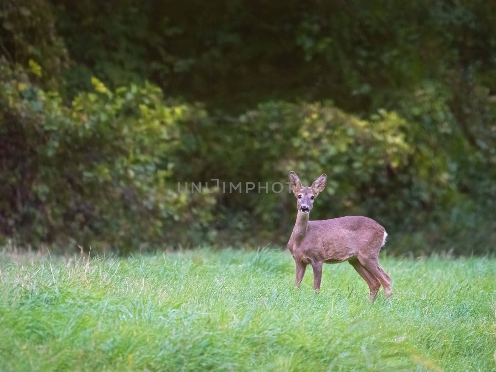 Portrait of roe deer standing on field