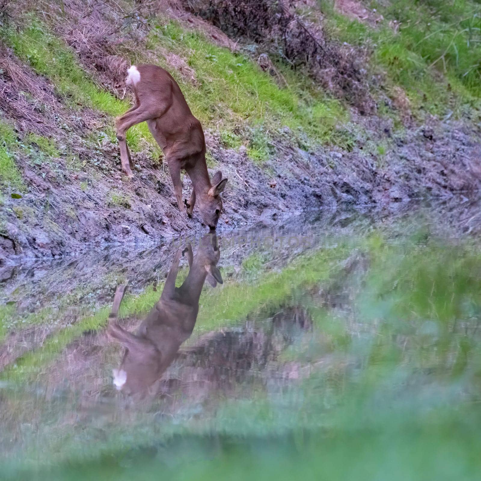 A young brown thirsty female roe deer drinking from a little lake in national wetland park. Reflection of the animal in the water. Green grass in the background.