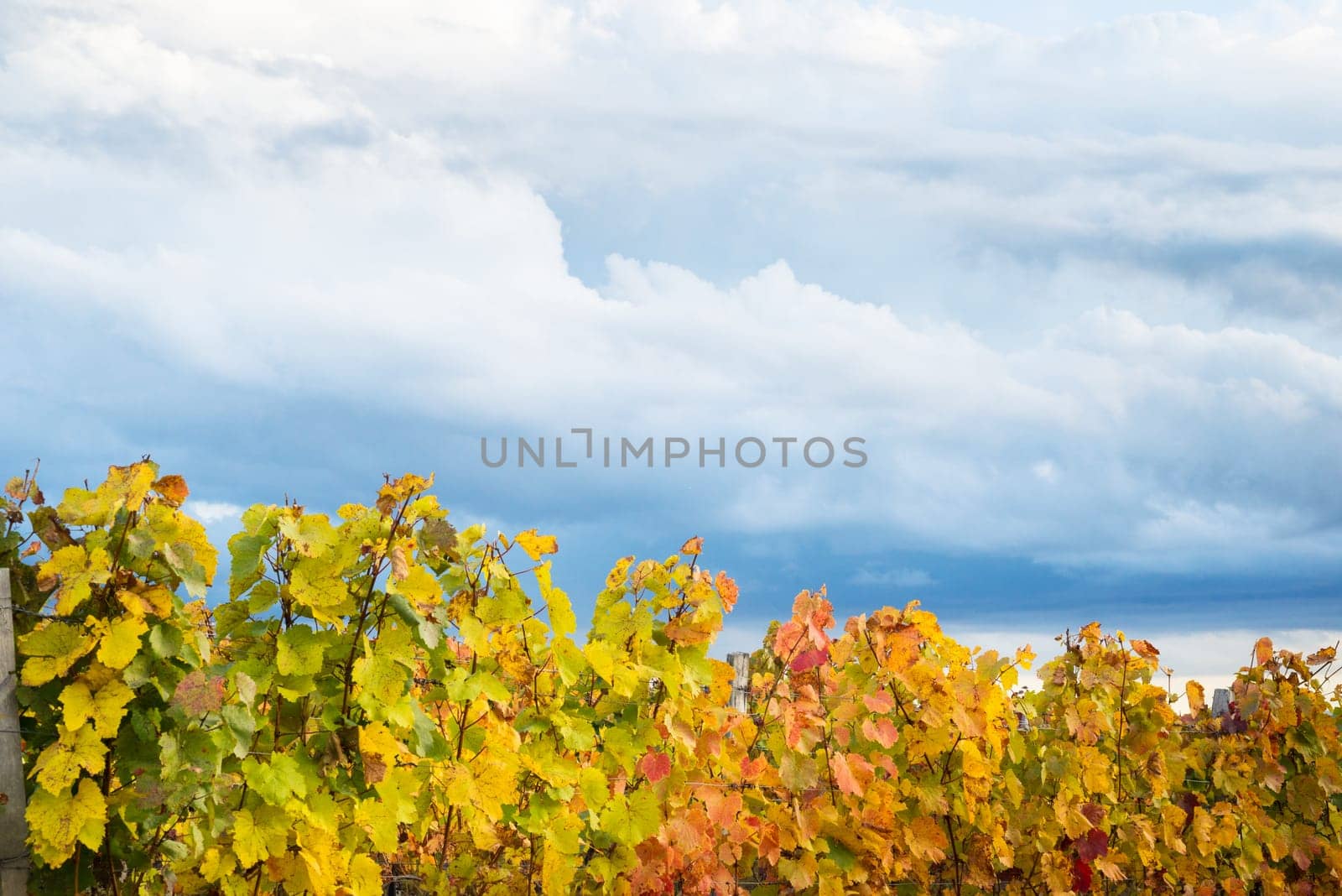 Vineyard in autumn