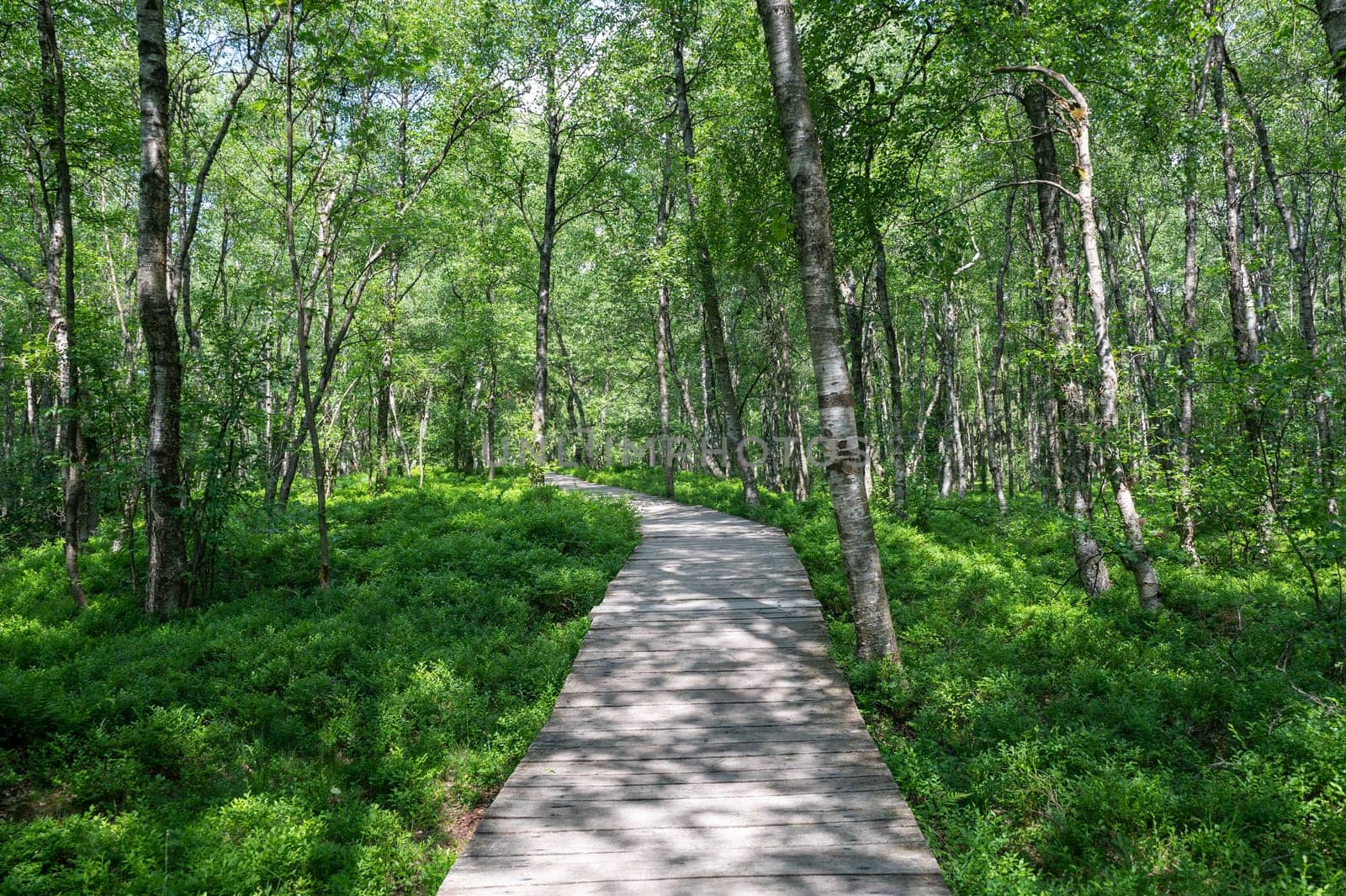 Wooden path in the Carpathian birch forest ( Betula carpatica ) in the red moor in the high Rhön, Hesse, Germany