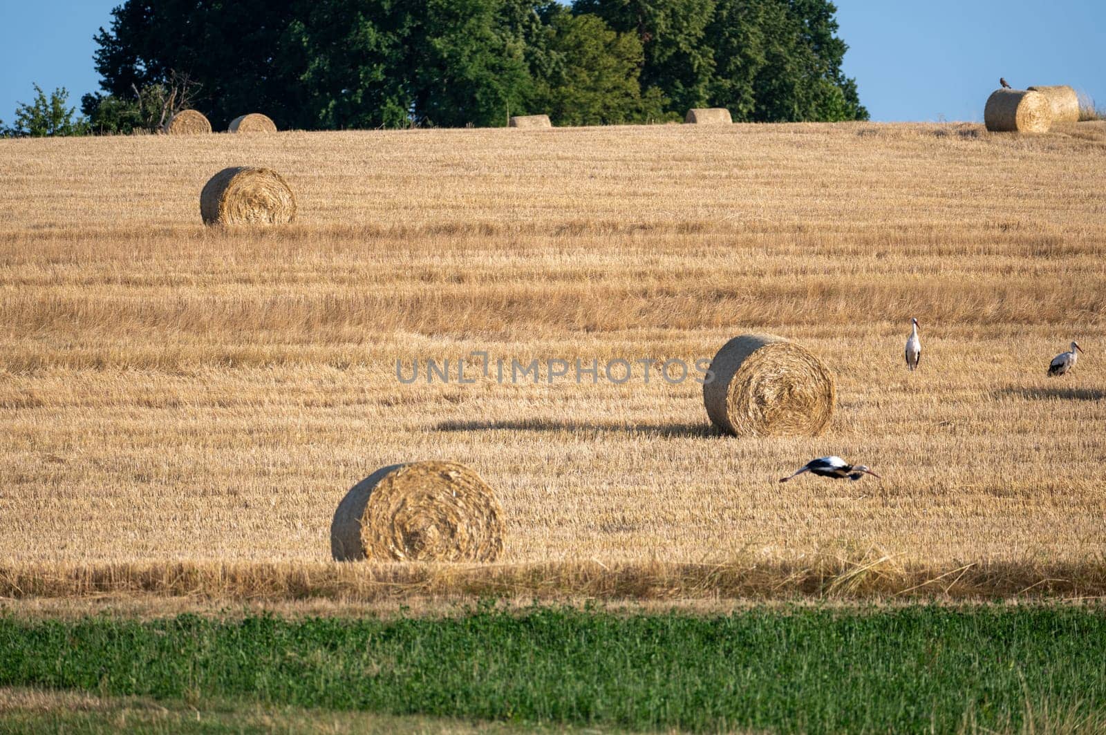 White storks ( Ciconia ciconia ) between hay bales in a harvested field with blue sky