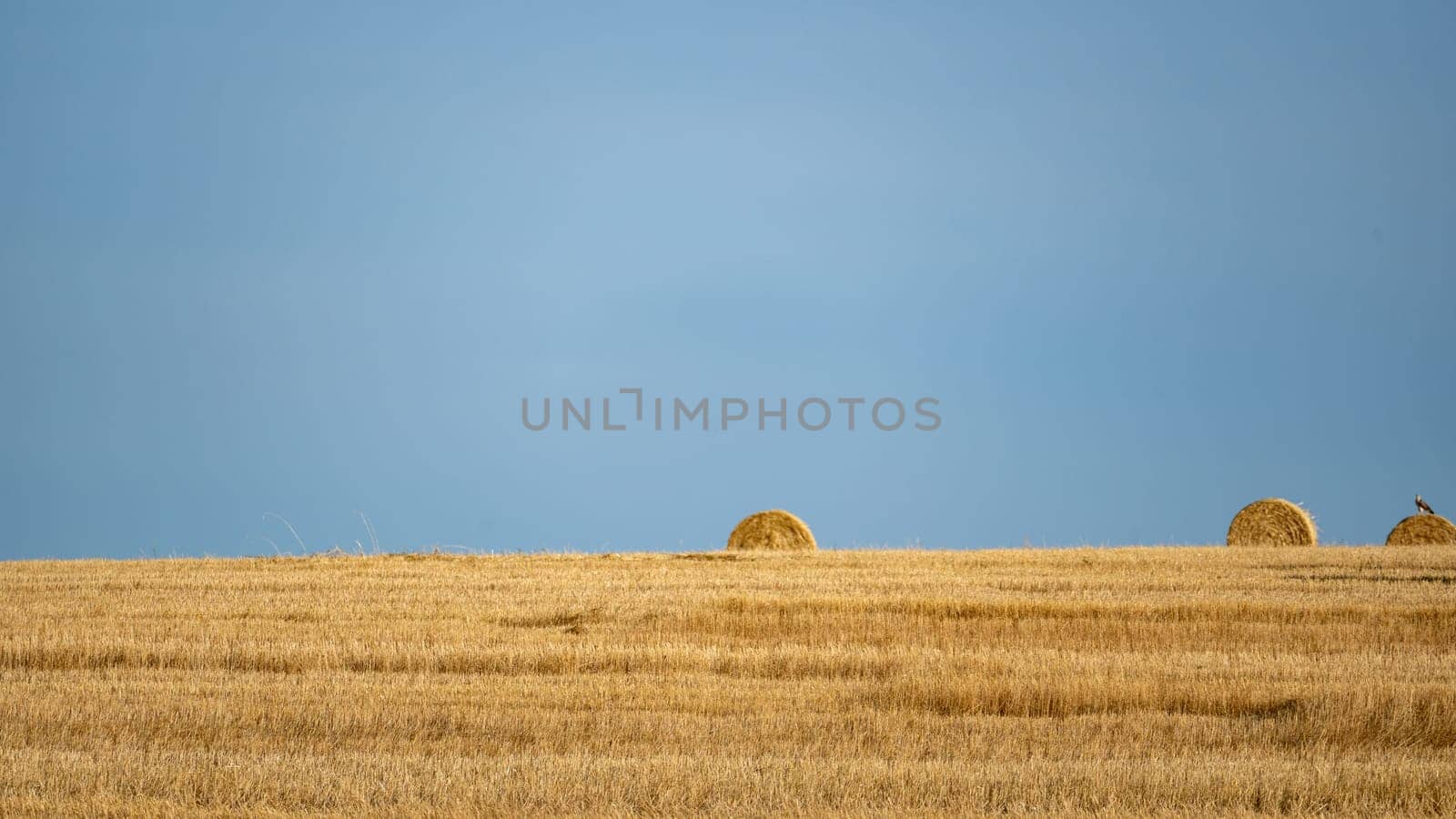 Straw bales on harvested field with horizon and blue sky