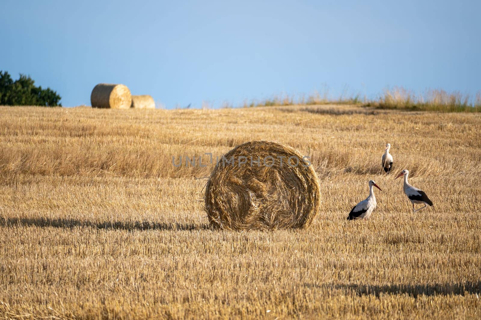 White storks ( Ciconia ciconia ) between hay bales in a harvested field with blue sky