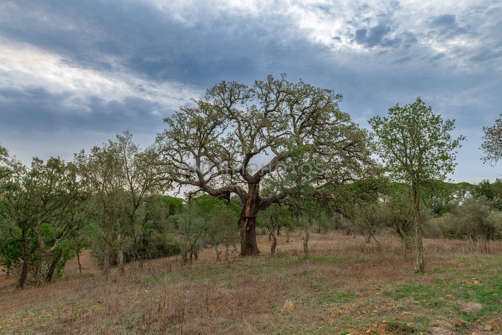 Traditional landscape of the Alentejo with cork trees, Portugal