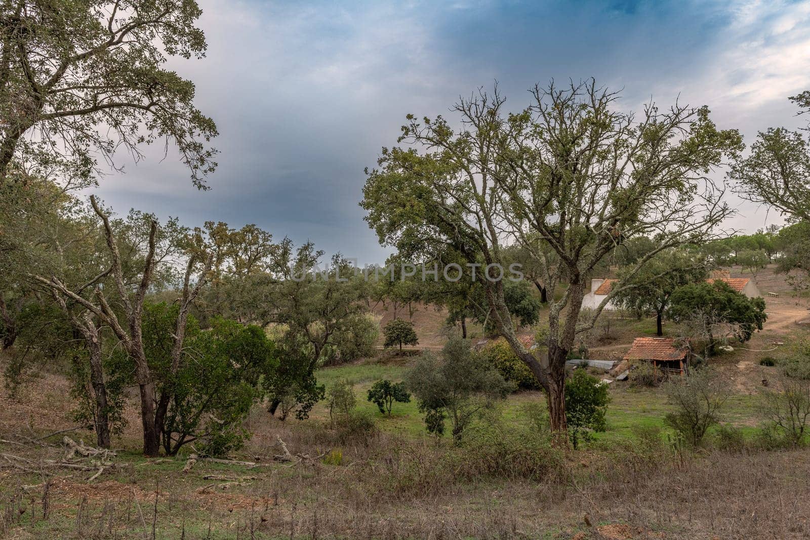 Traditional landscape of the Alentejo with cork trees, Portugal