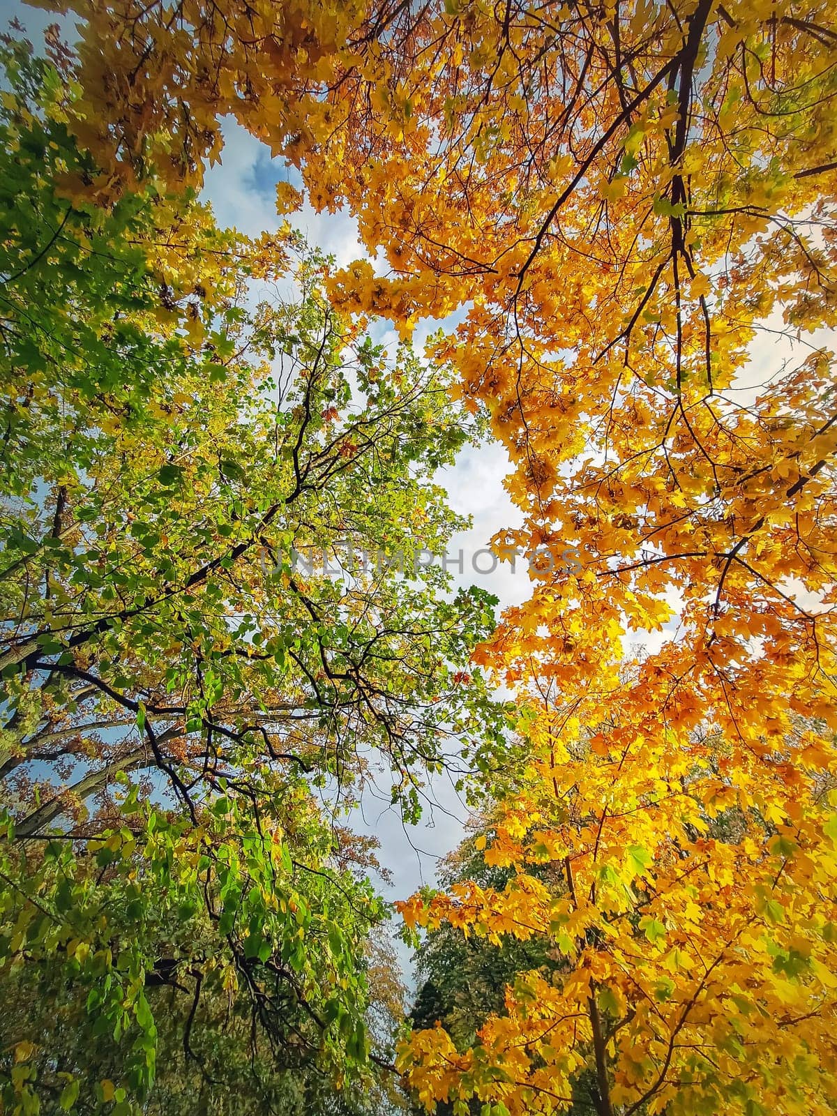 A look up to the colorful autumn trees crown. Natural multicolored foliage texture. Fall season forest background