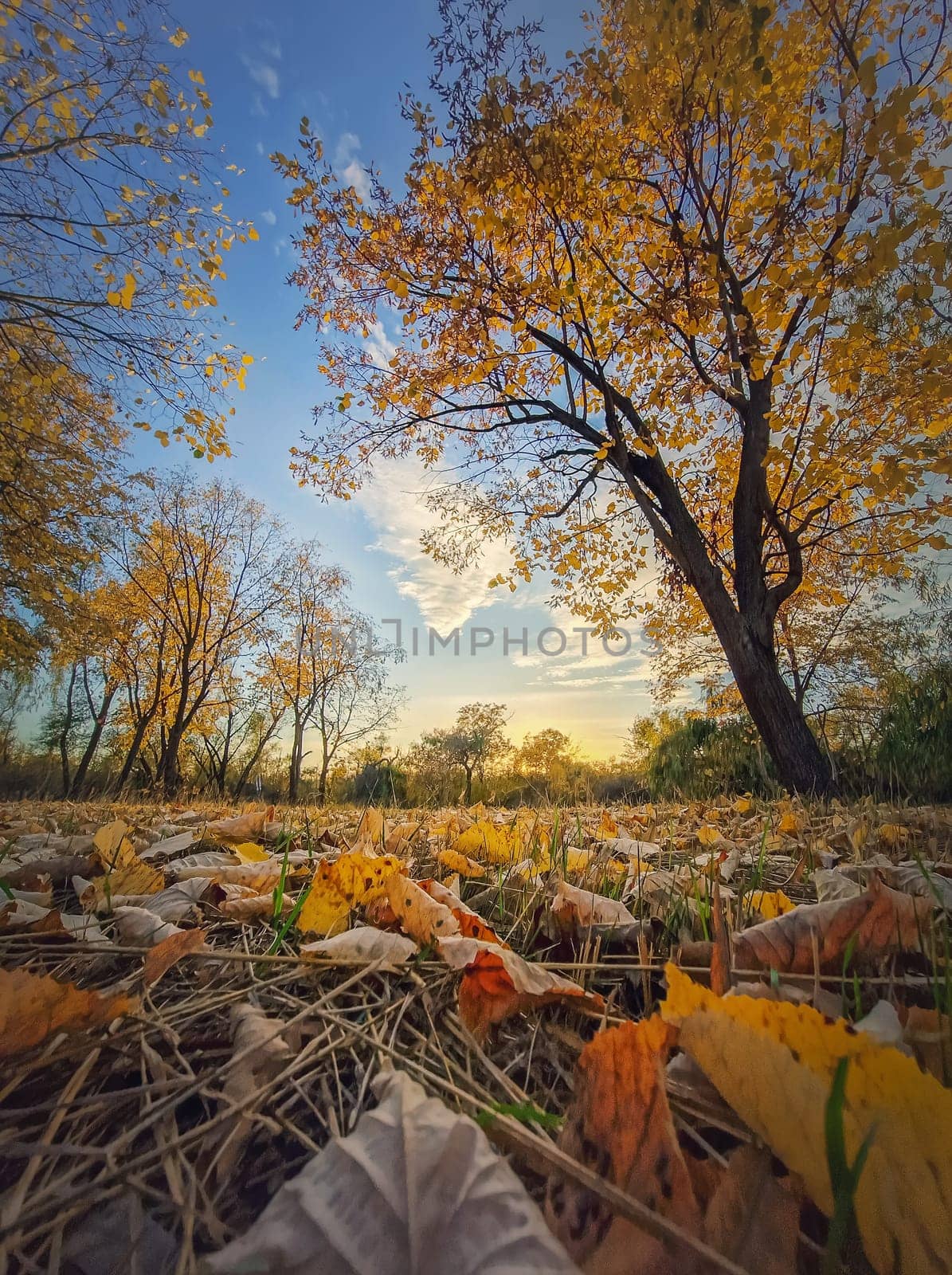 Autumn season landscape with multicolored trees and yellow leaves fallen on the ground. Calm sunset view, october scenery near the forest