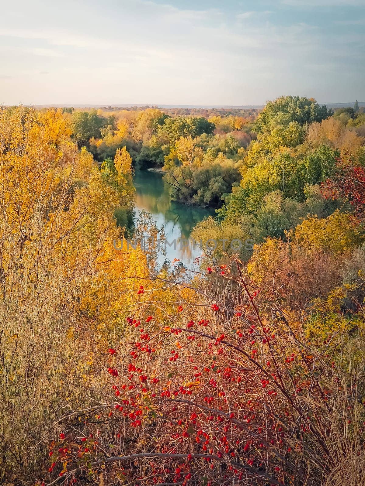 Picturesque autumn landscape with red brier bush and a view to the Prut river surrounded by colorful forest
