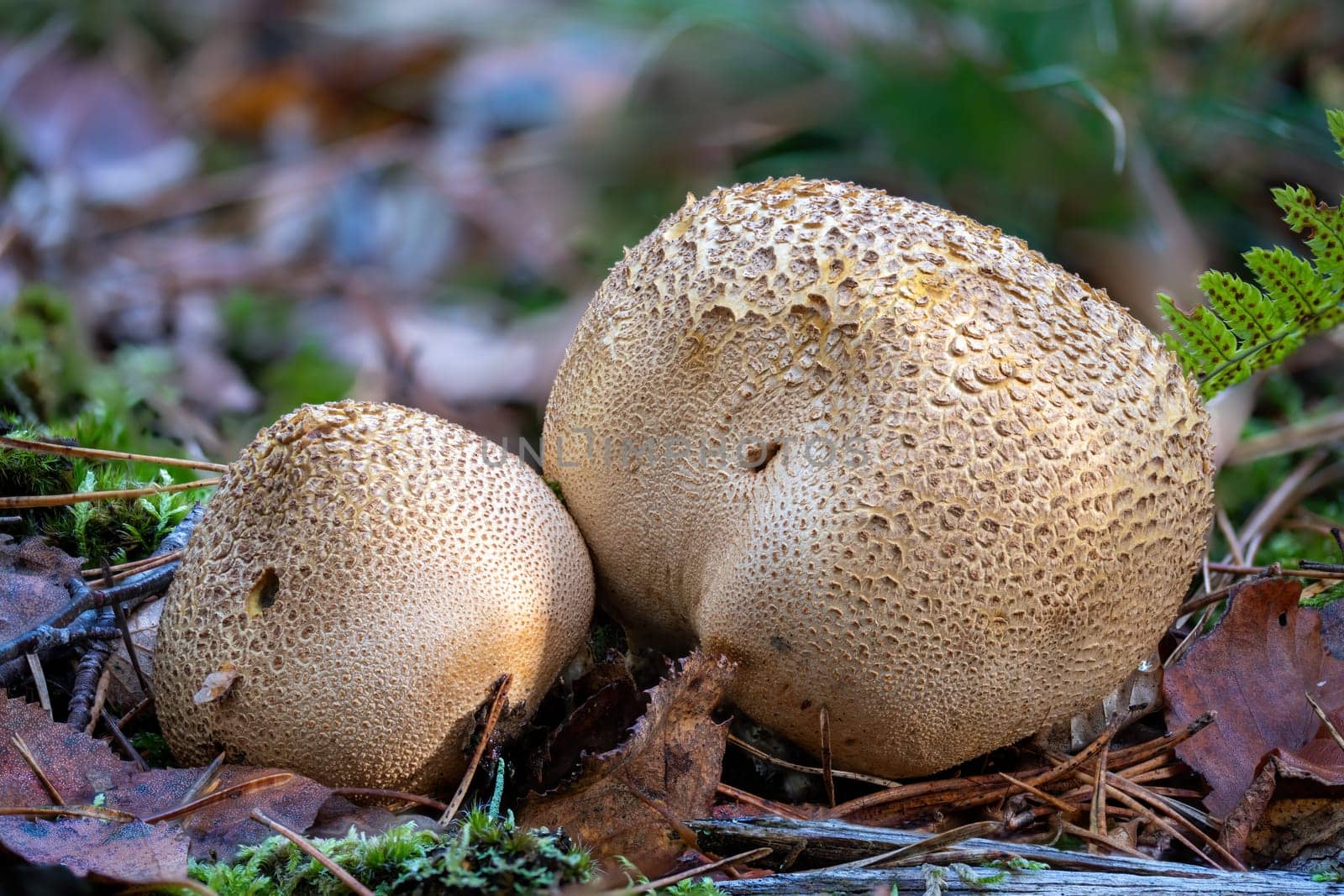 old adult common earthball mushrooms on the forest floor with spores