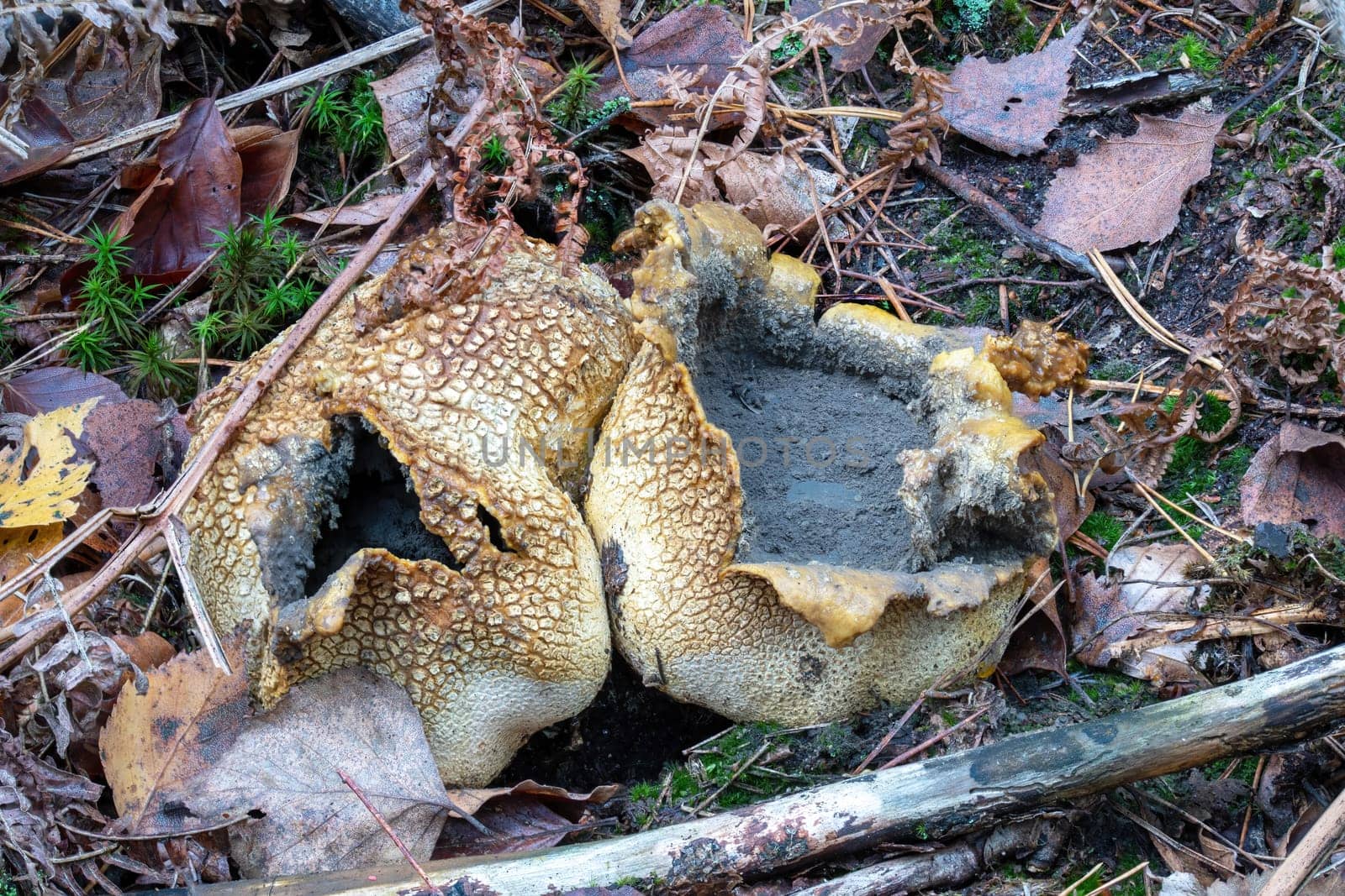 old adult common earthball mushrooms on the forest floor with spores