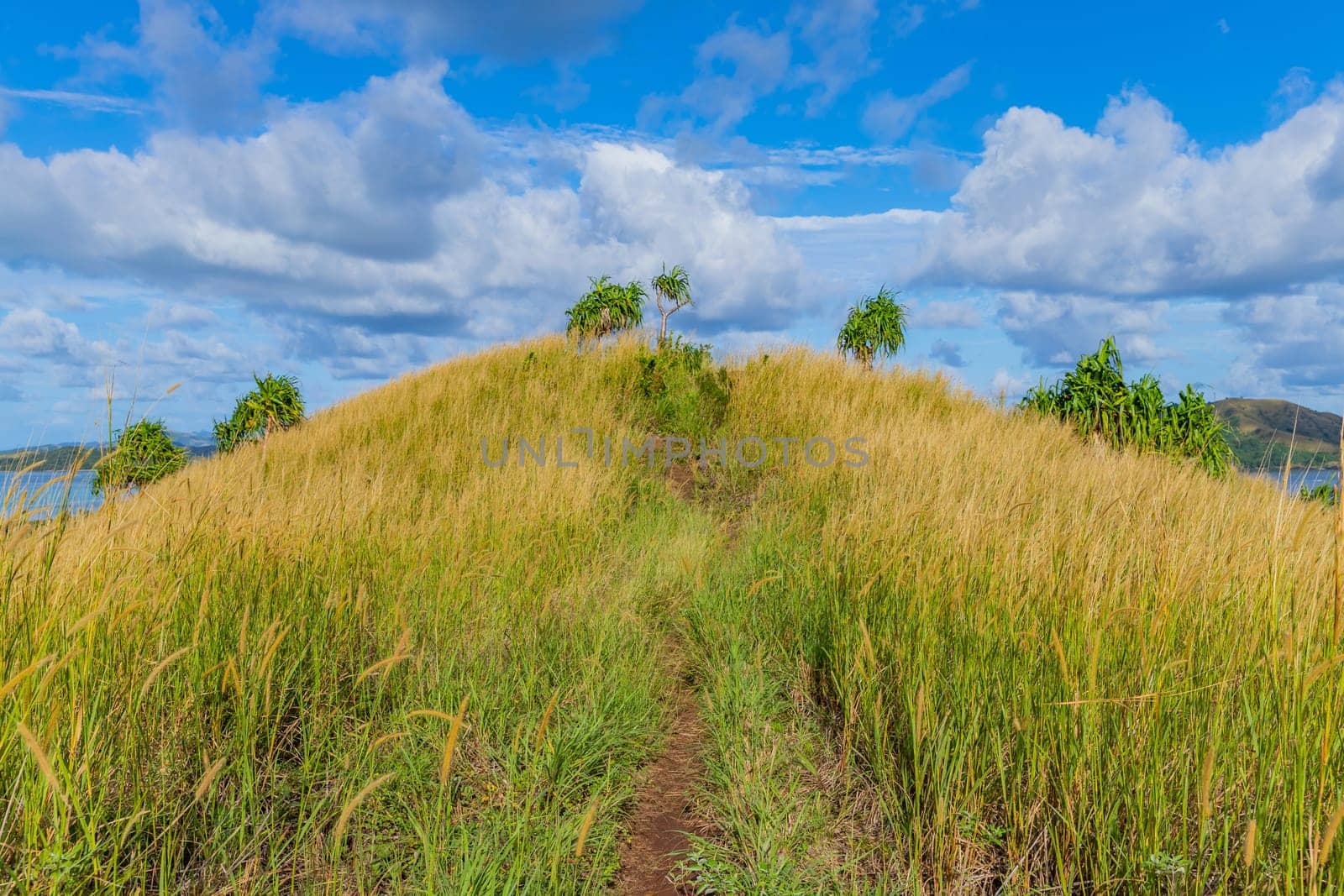 The top of Nacula island vegetation, Yasawa Islands, Fiji, South Pacific