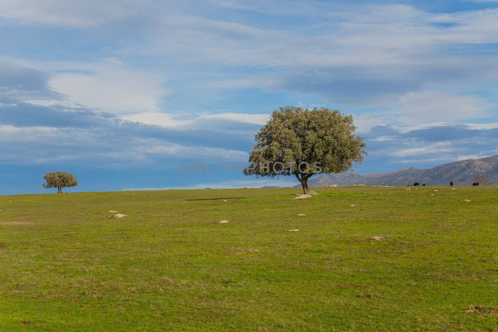 A lonely oak in the middle of the pasture in Extremadura. Spain