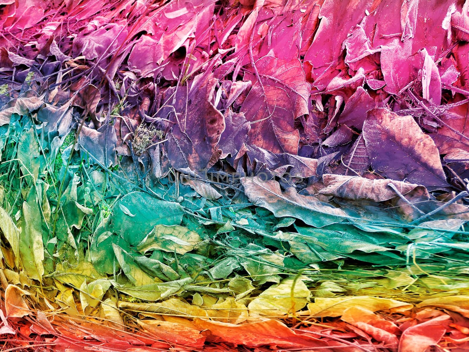 hoarfrost on fallen leaves in winter in rainbow colors
