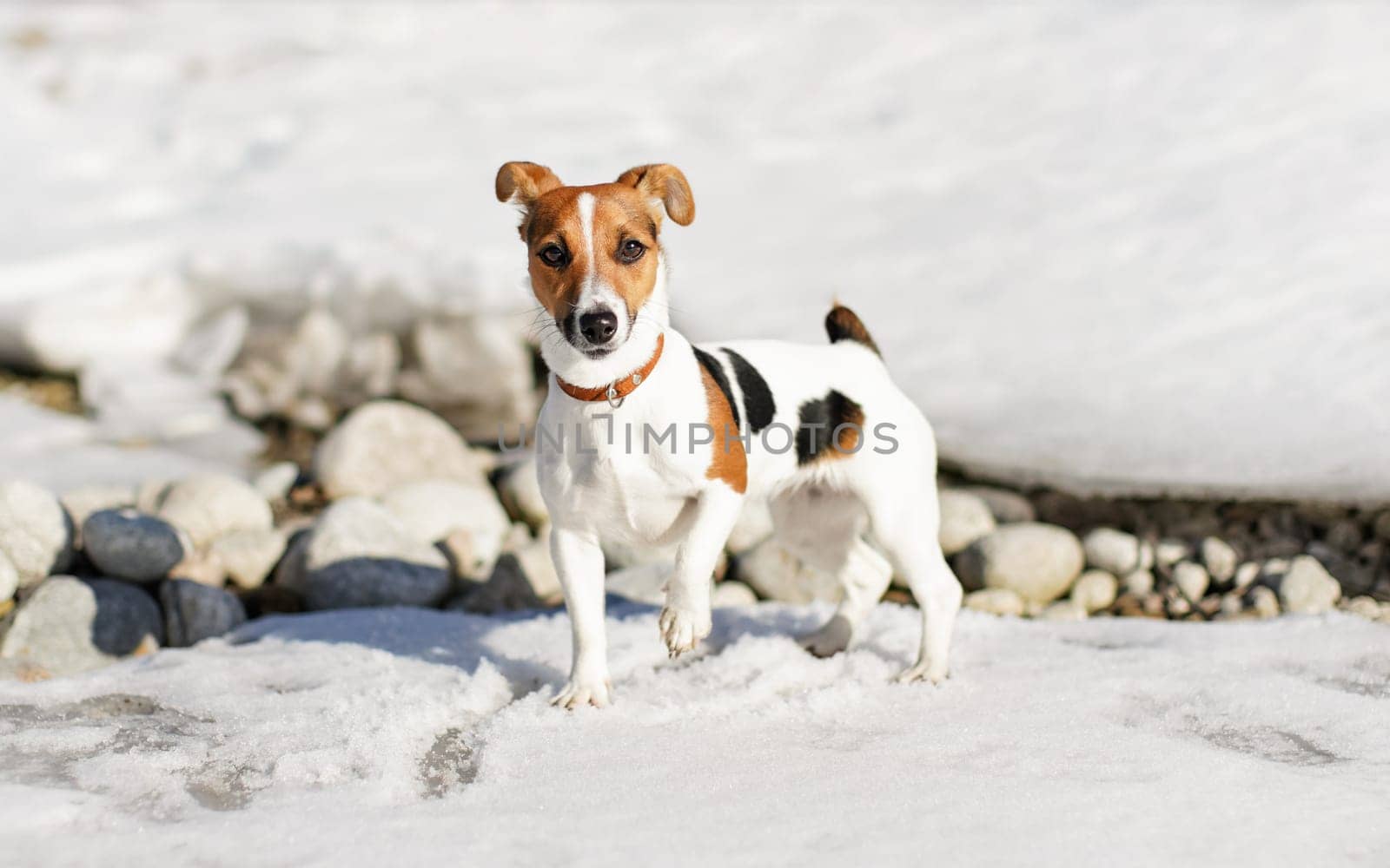 Small Jack Russell terrier standing on the snow, one leg up, lit by sun, some rocks visible under ice behind her.