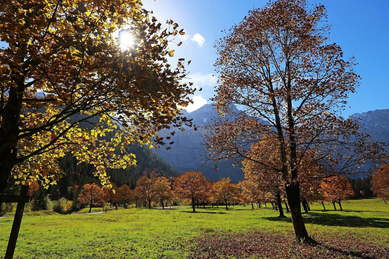 Maple trees in autumn backlit by the sun. The Great Maple Ground in Austria