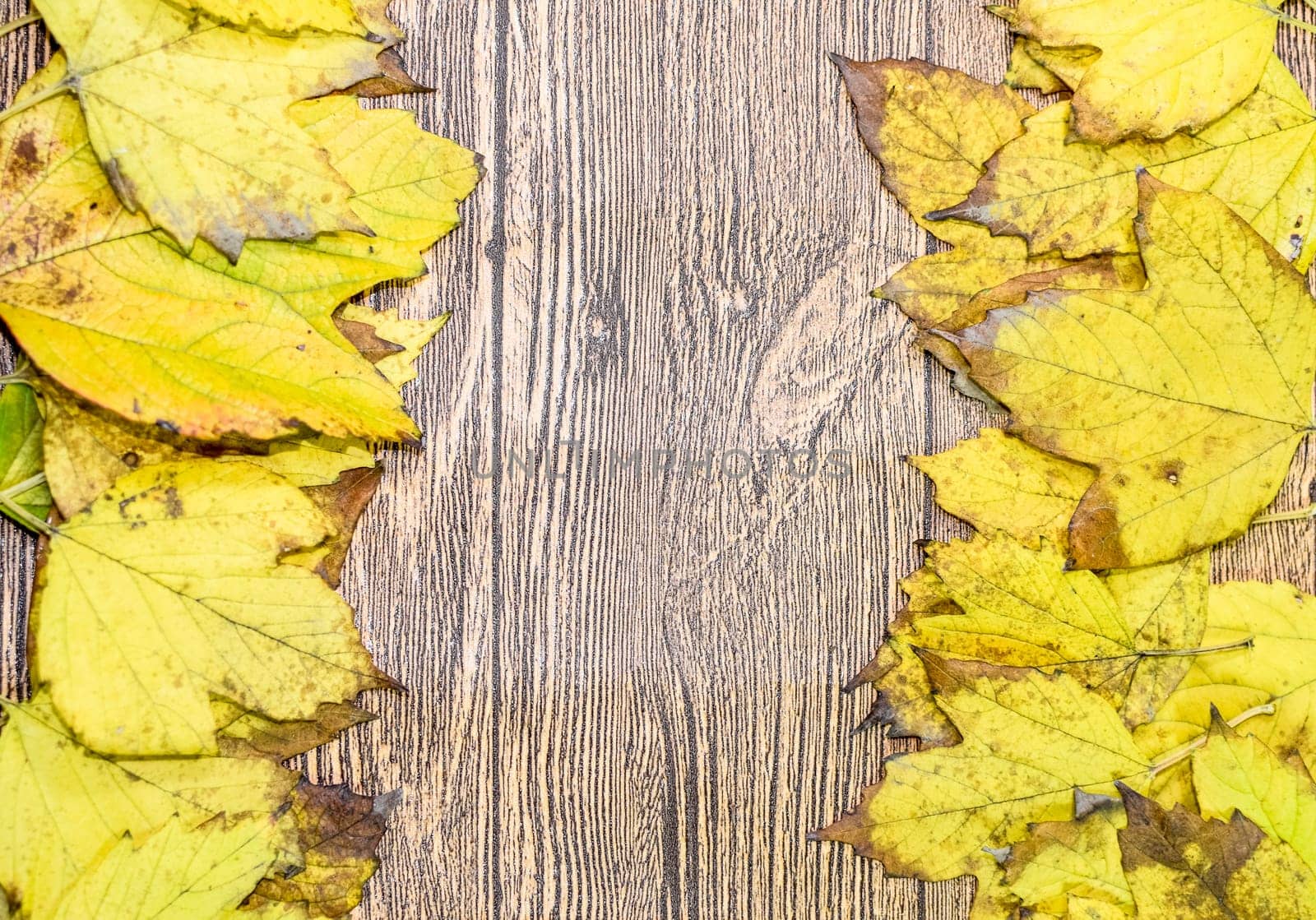 Autumn yellow maple leaves on a wooden background. copyspace of autumn leaves.