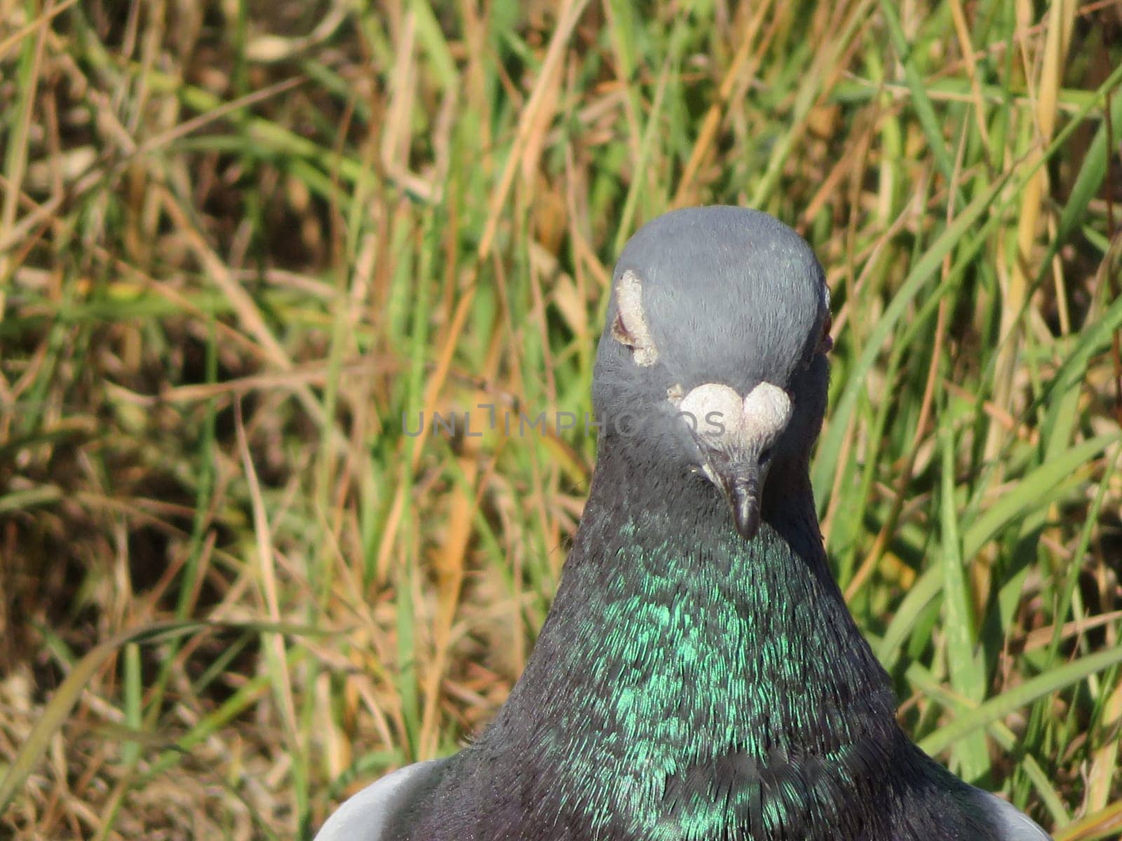 beautiful pigeon posing for photo with intense colors