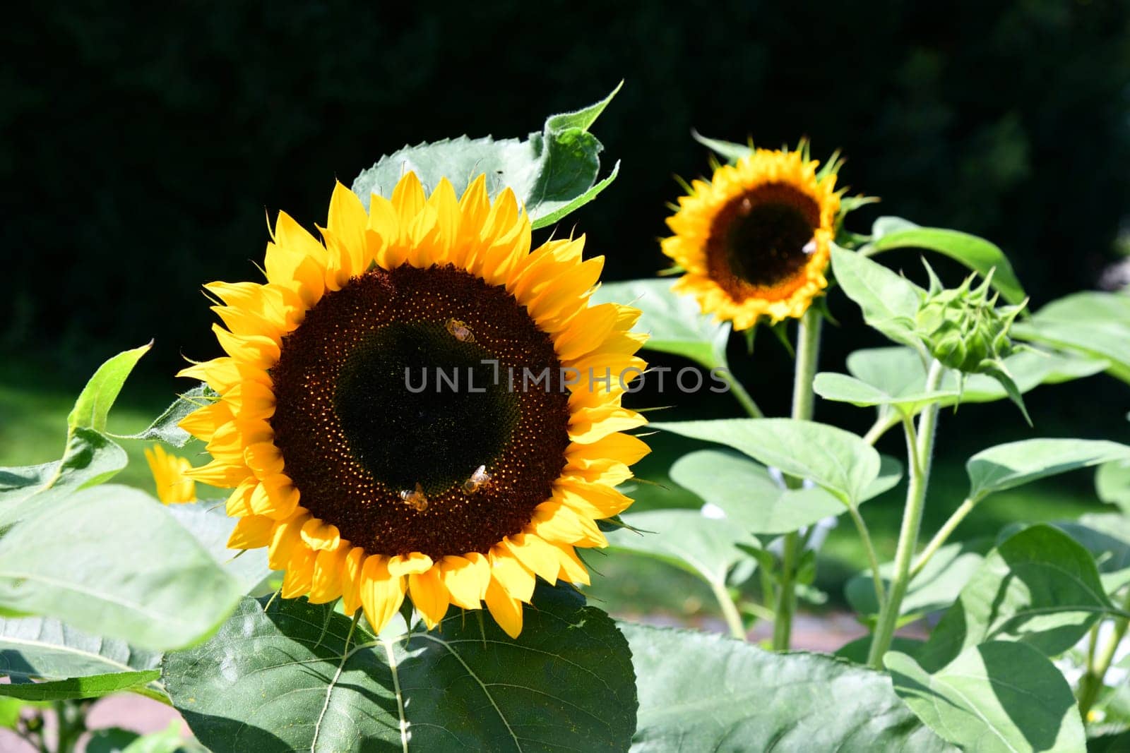 Sunflower on a hot summer day
