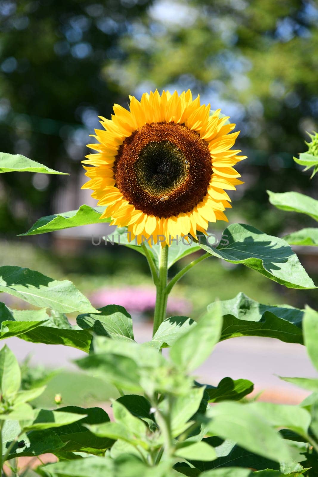 Sunflower on a hot summer day