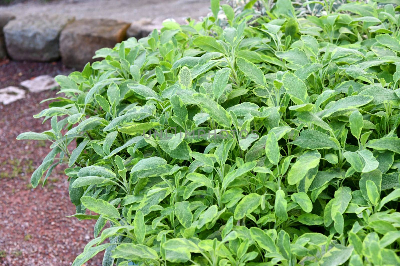 Sage plants in the garden.
