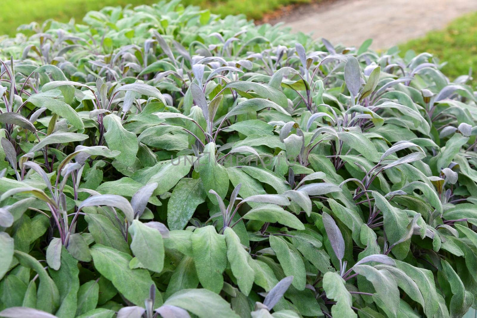Sage plants in the garden.