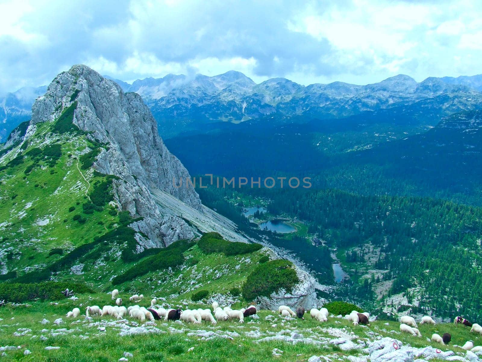 Flock of sheep grazing on hill in countryside. Farm animals graze in mountains. White sheep in the highlands. Mountain landscape with sheep. Domestic animals in countryside