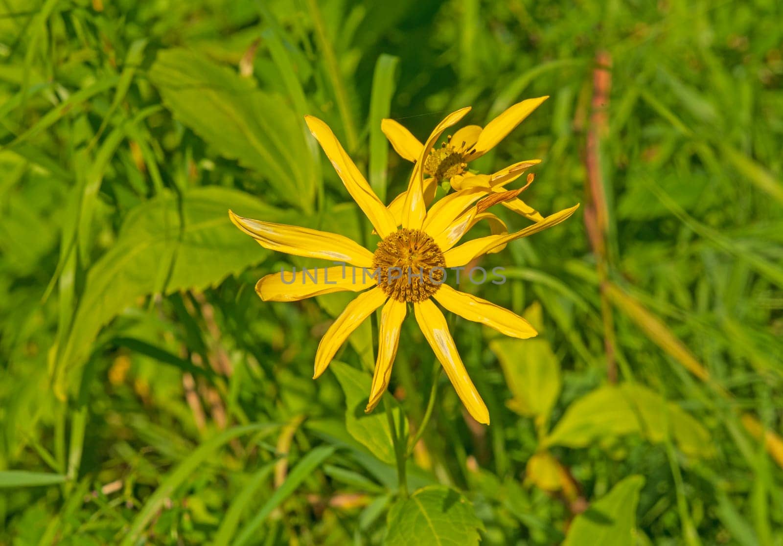 Leopard's Bane in the meadow in Canada in Riding Mountain National Park in Manitoba
