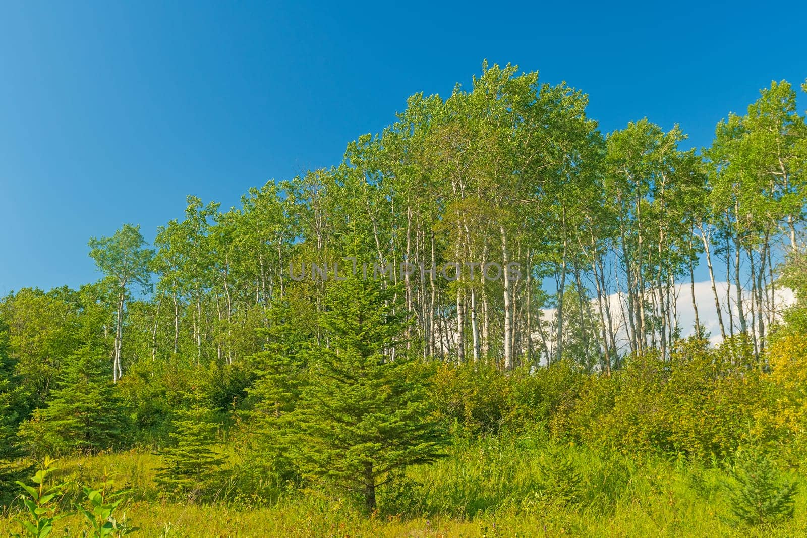 Tall Birch Trees in Canada in Riding Mountain National Park in Manitoba