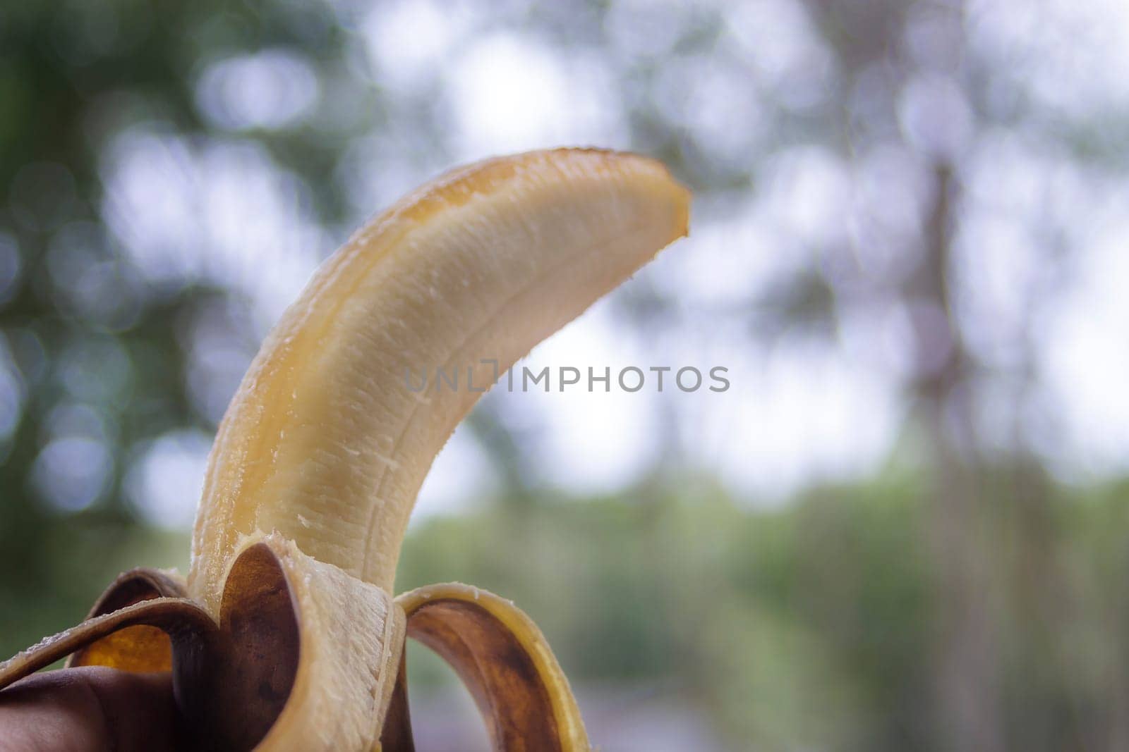 Rotten banana with hand holding on blurred bokeh nature background