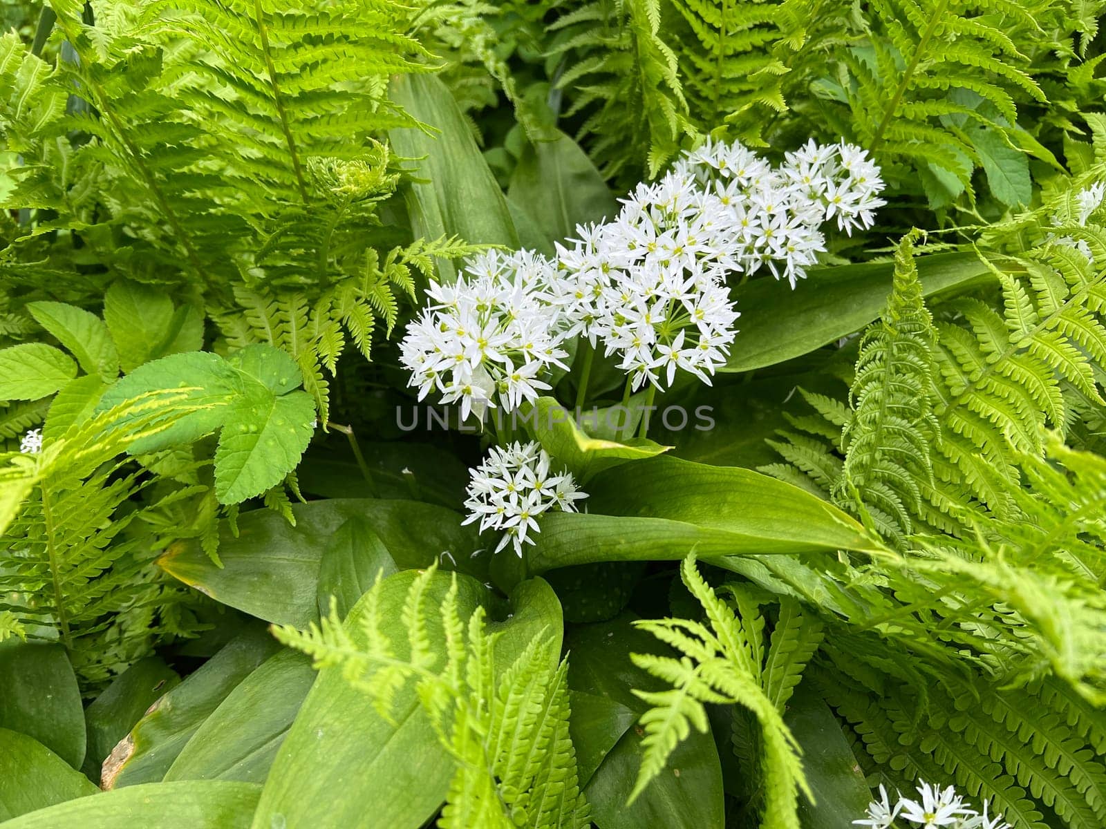 Baerlauch is an important wild herb and medicinal plant that has a garlic scent with white flowers. It has several poisonous binaries,such as valley bucks,autumn crocuses,arum sticks. wild garlic is an important herb and medicinal plant that has a garlic scent with white flowers. It has several poisonous doppelgangers,(double runner) such as lily of the valley,autumn crocus and arum.