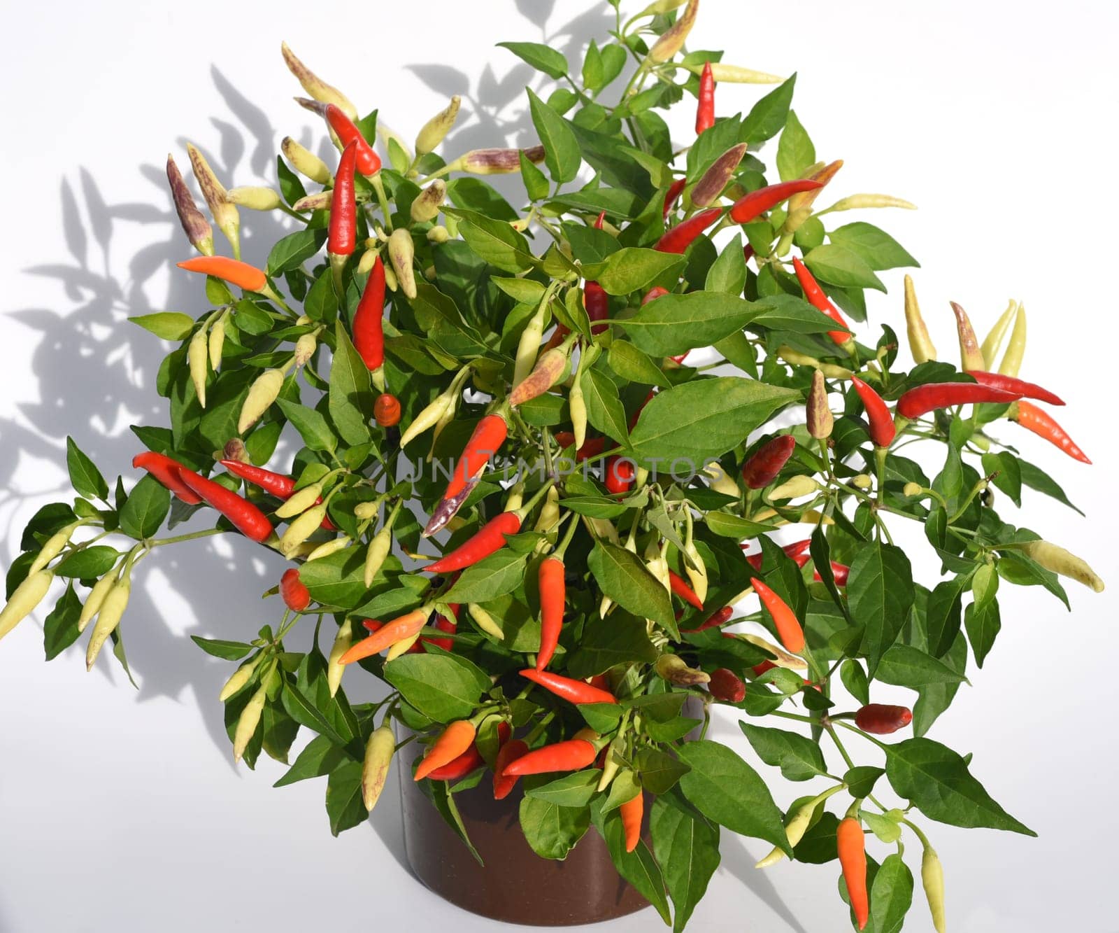 Chili pepperoni is a hot herb plant and is used in the kitchen for seasoning. Chili pepperoni is a hot herb plant and is used in the kitchen for seasoning.