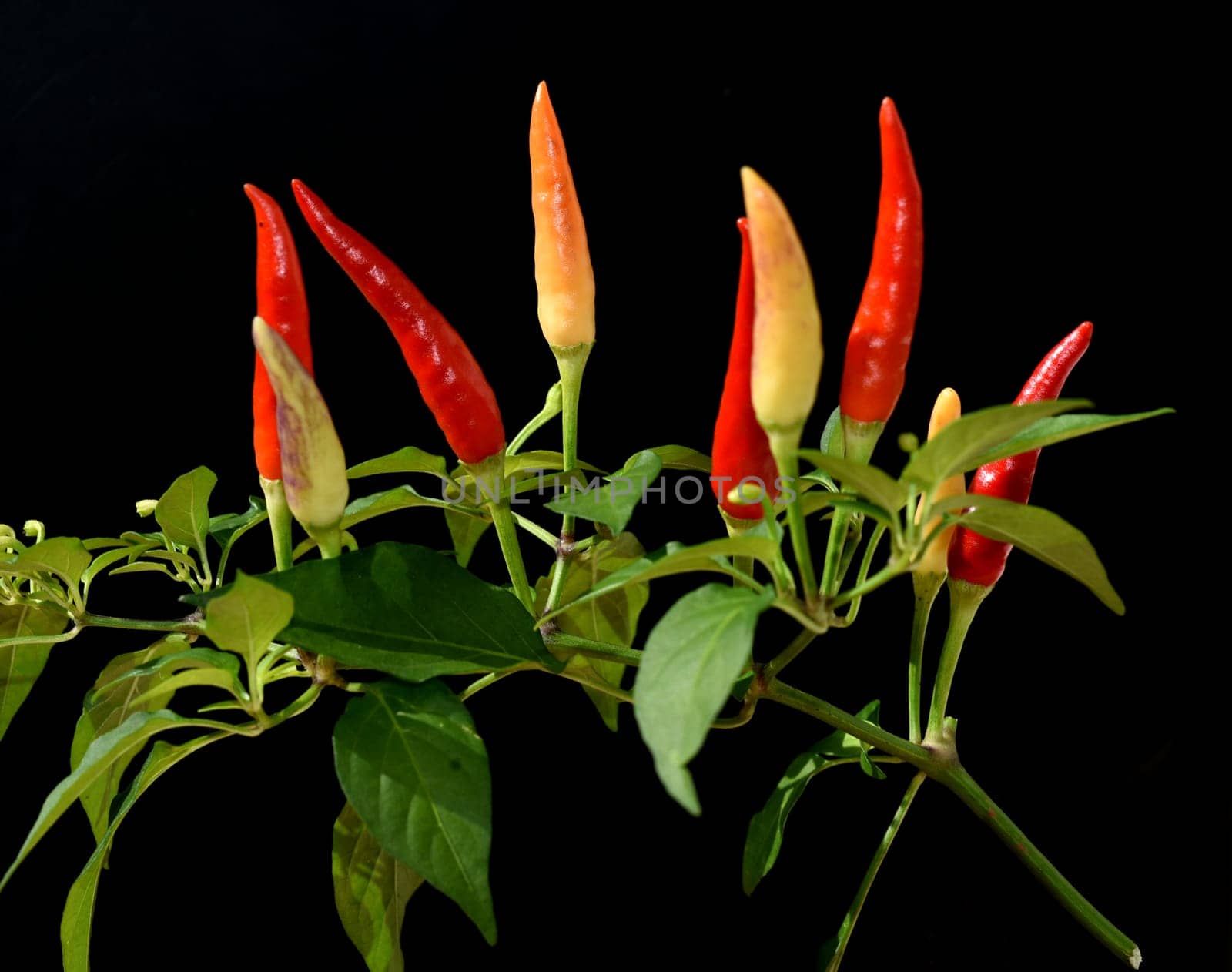 Chili pepperoni is a hot herb plant and is used in the kitchen for seasoning. Chili pepperoni is a hot herb plant and is used in the kitchen for seasoning.