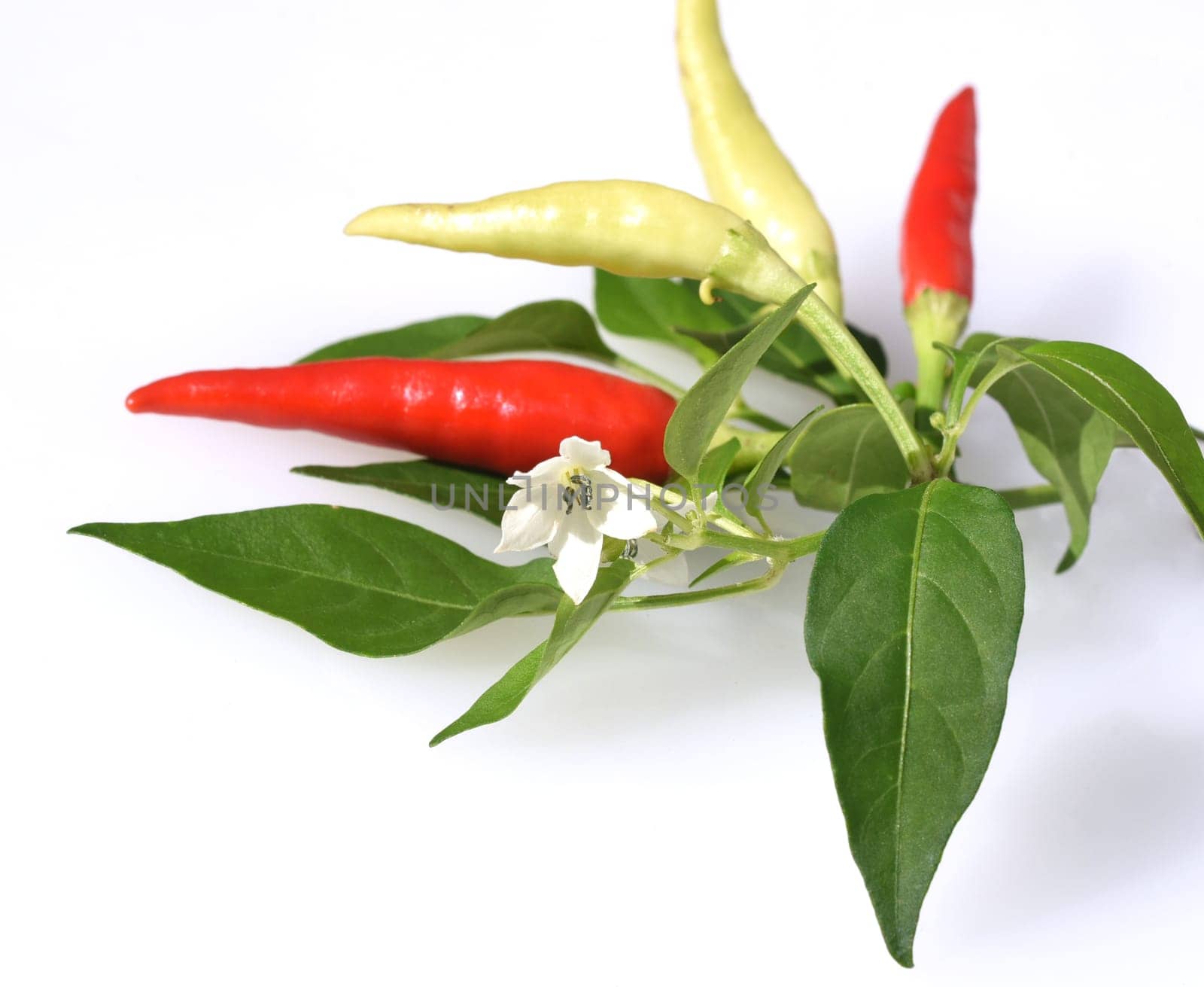 Chili pepperoni is a hot herb plant and is used in the kitchen for seasoning. Chili pepperoni is a hot herb plant and is used in the kitchen for seasoning.