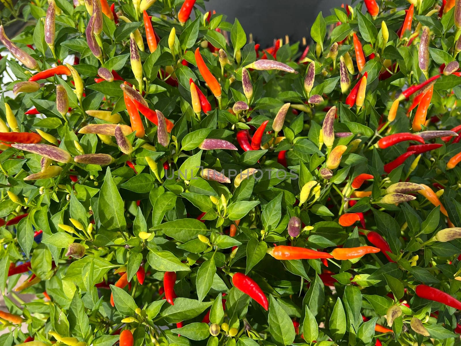 Chili pepperoni is a hot herb plant and is used in the kitchen for seasoning. Chili pepperoni is a hot herb plant and is used in the kitchen for seasoning.