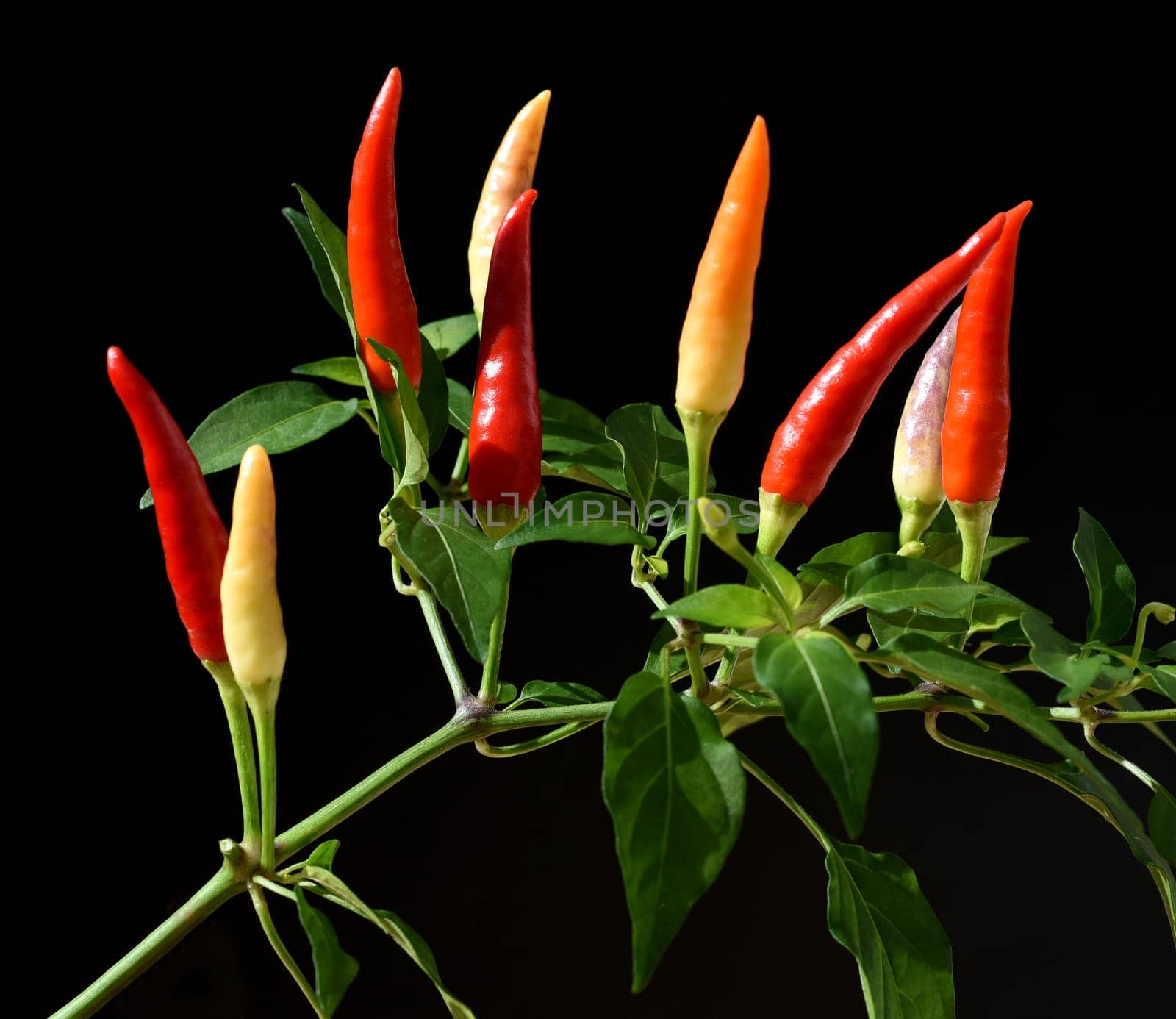 Chili pepperoni is a hot herb plant and is used in the kitchen for seasoning. Chili pepperoni is a hot herb plant and is used in the kitchen for seasoning.