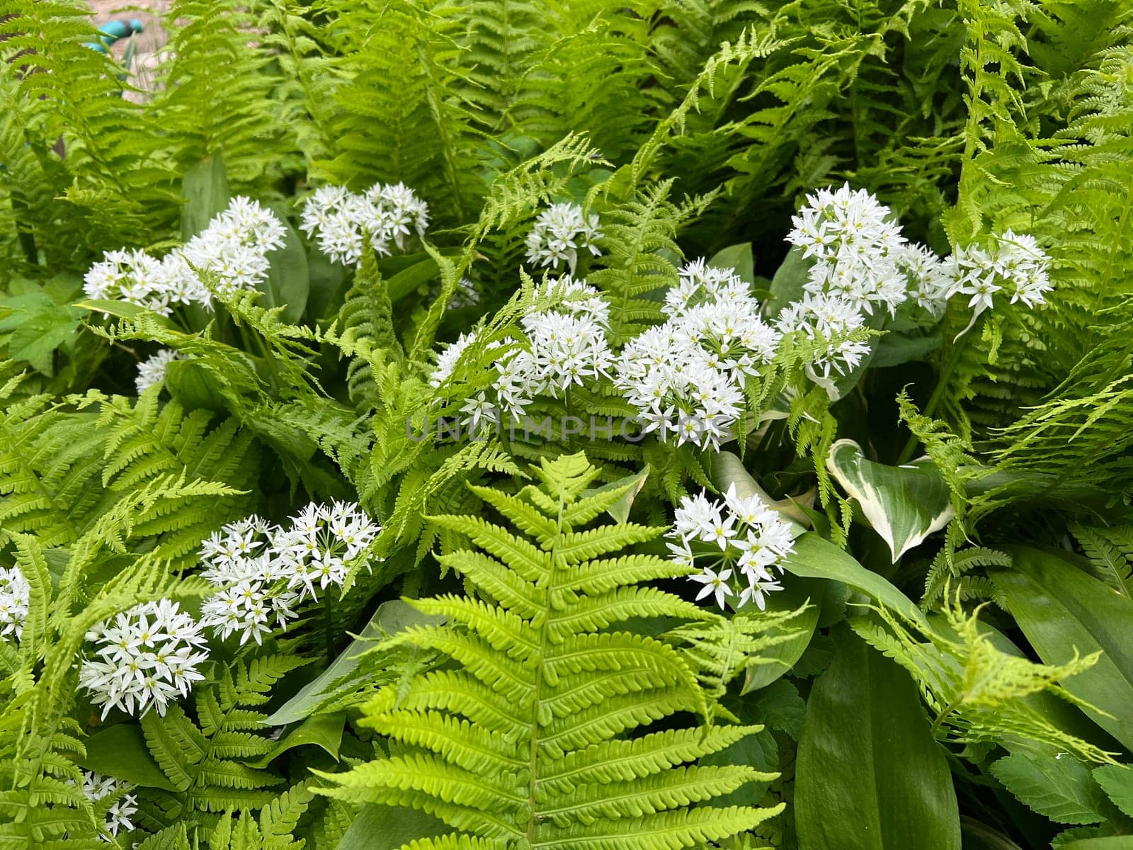 Baerlauch is an important wild herb and medicinal plant that has a garlic scent with white flowers. It has several poisonous binaries,such as valley bucks,autumn crocuses,arum sticks. wild garlic is an important herb and medicinal plant that has a garlic scent with white flowers. It has several poisonous doppelgangers,(double runner) such as lily of the valley,autumn crocus and arum.