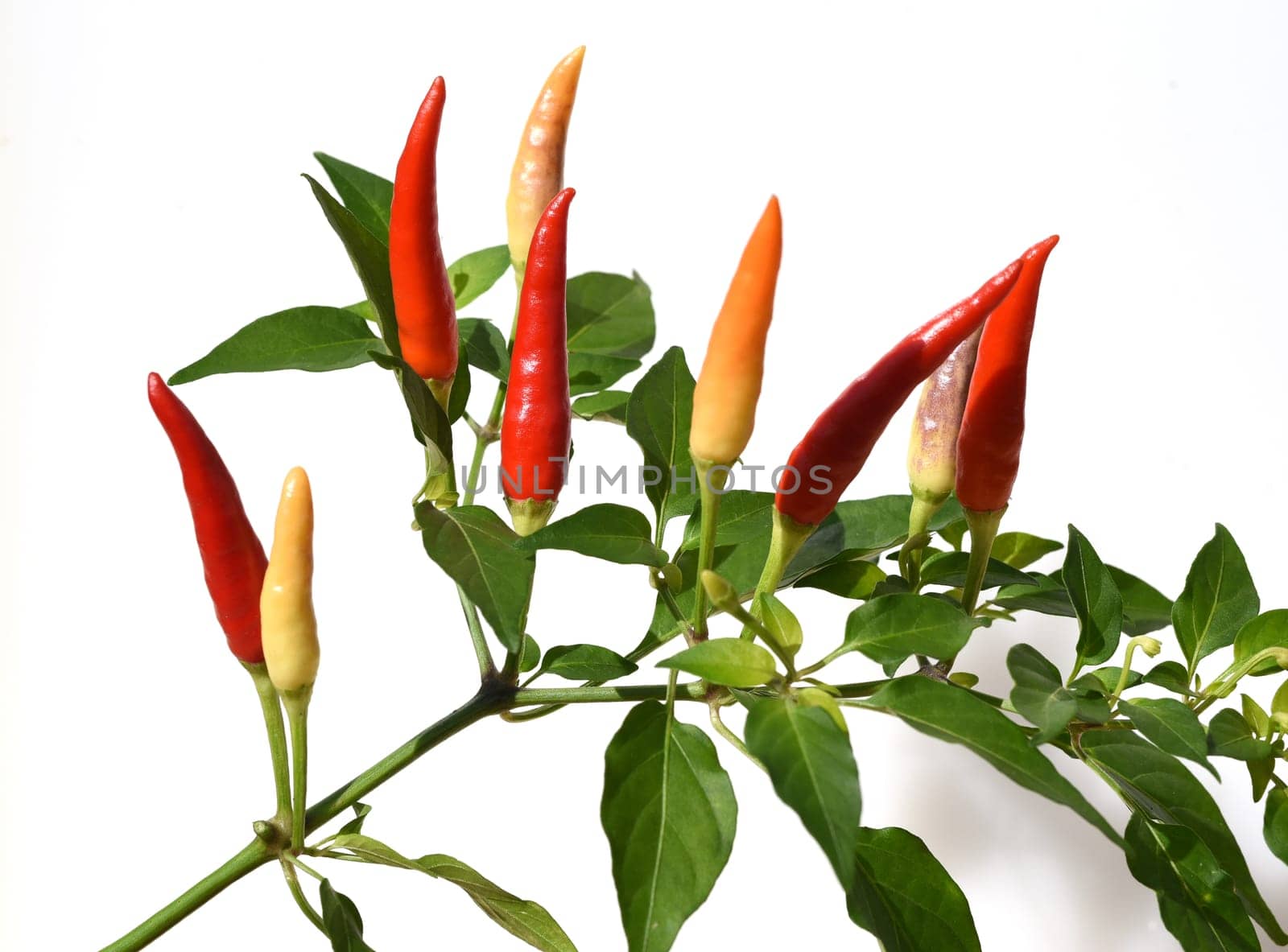Chili pepperoni is a hot herb plant and is used in the kitchen for seasoning. Chili pepperoni is a hot herb plant and is used in the kitchen for seasoning.