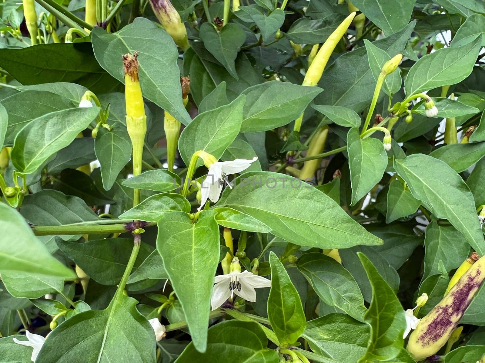 Chili pepperoni is a hot herb plant and is used in the kitchen for seasoning. Chili pepperoni is a hot herb plant and is used in the kitchen for seasoning.