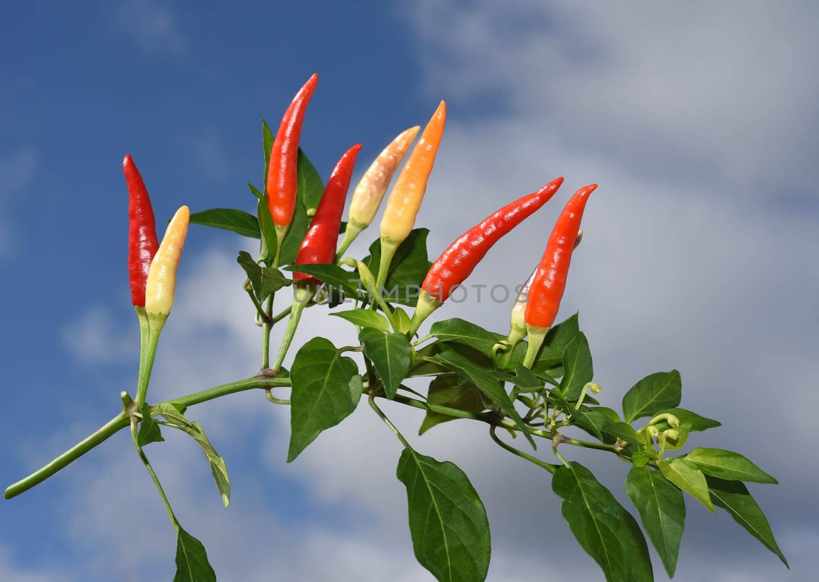Chili pepperoni is a hot herb plant and is used in the kitchen for seasoning. Chili pepperoni is a hot herb plant and is used in the kitchen for seasoning.